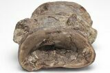 Fossil Xiphactinus (Cretaceous Fish) Vertebrae - Kansas #208362-3